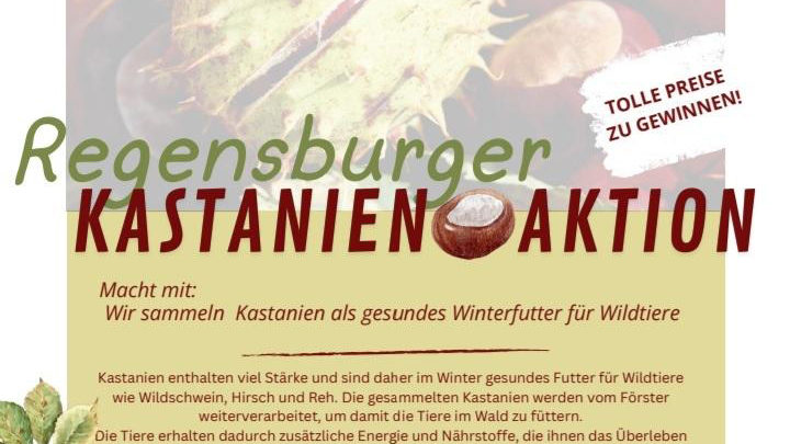 Regensburger Kastaniensammelaktion